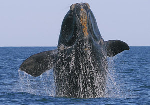 Whales Boomed To Death - Gansbaai Daily News